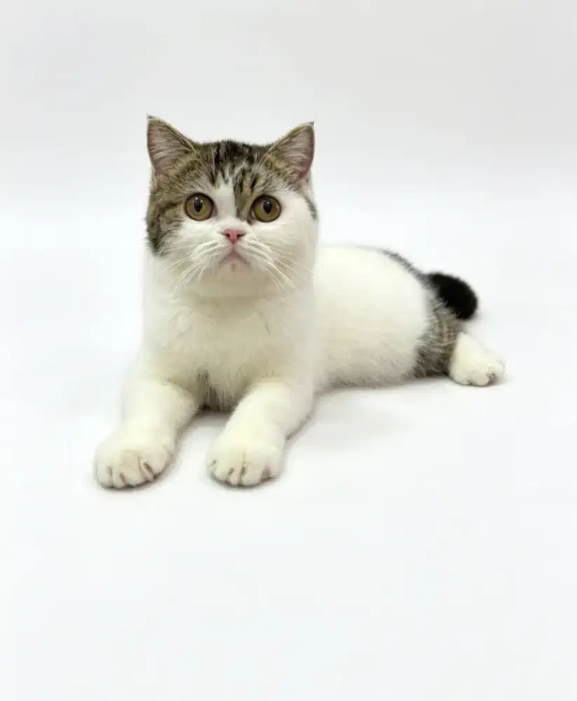 BSH Bico Mujaer Tabby Female