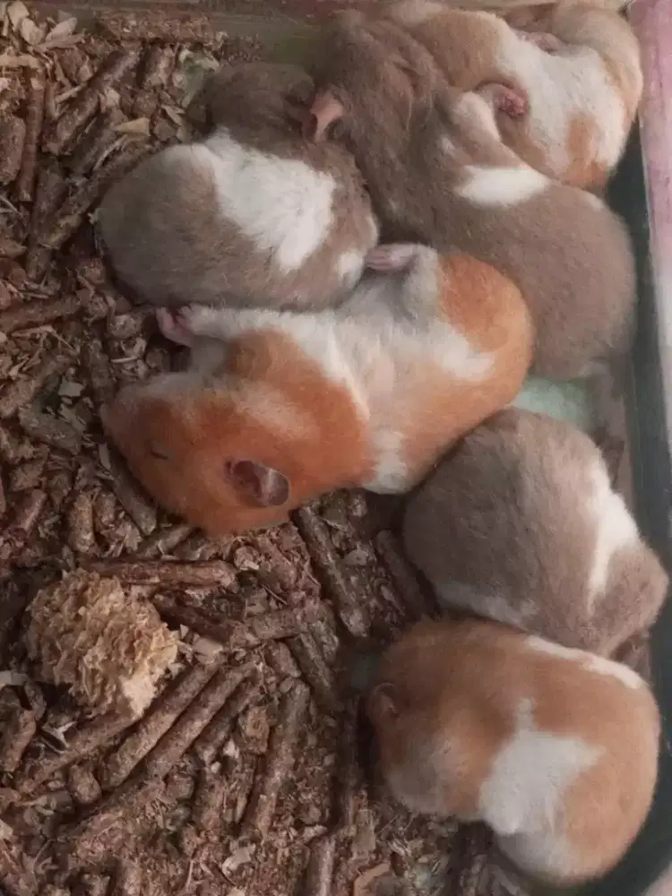 Hamster Syrian dan Winter