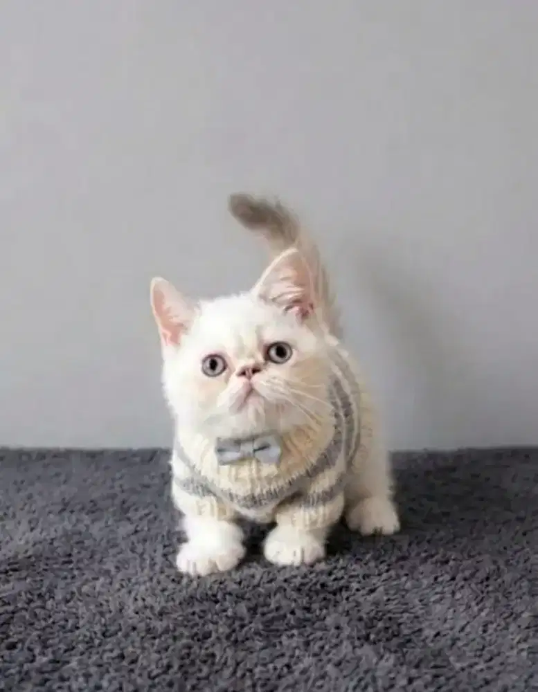 Munchkin Minuete Munchkin Exo Female