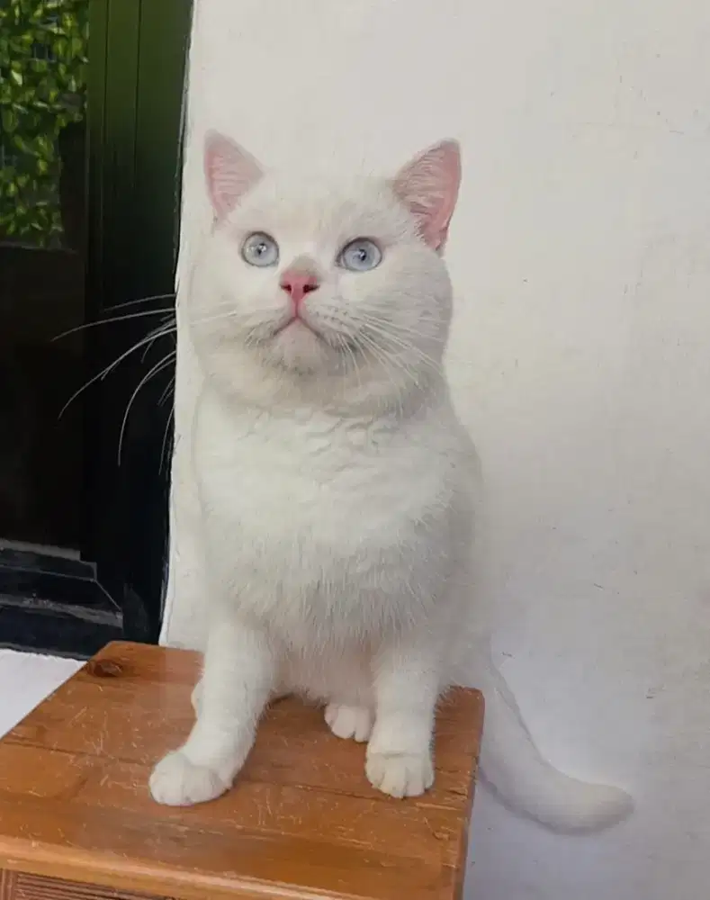 BRITISH SHORTHAIR/BSH WHITE