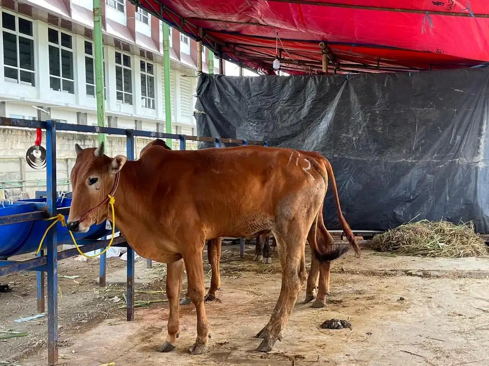 Jual sapi, domba, kambing gratis ongkir