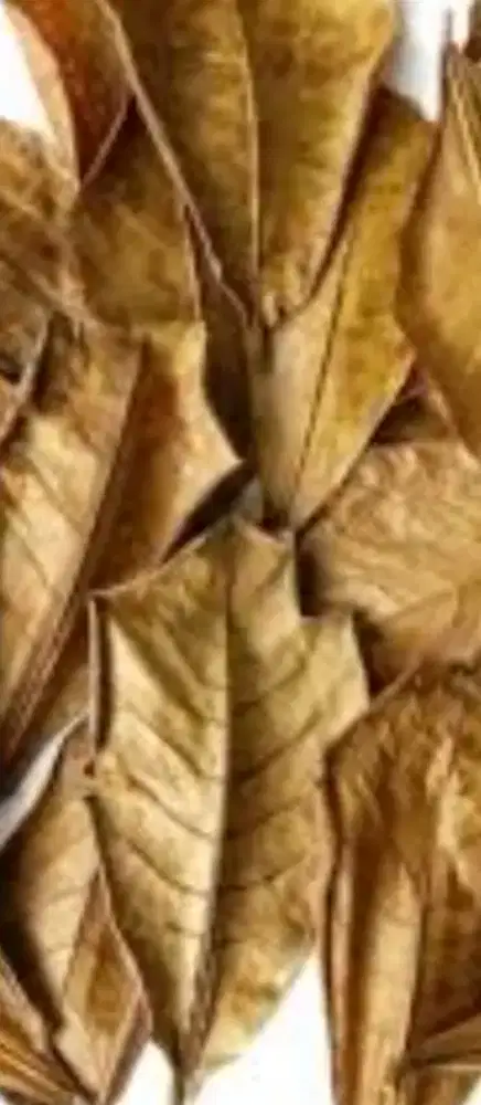 Daun ketapang kering u ikan