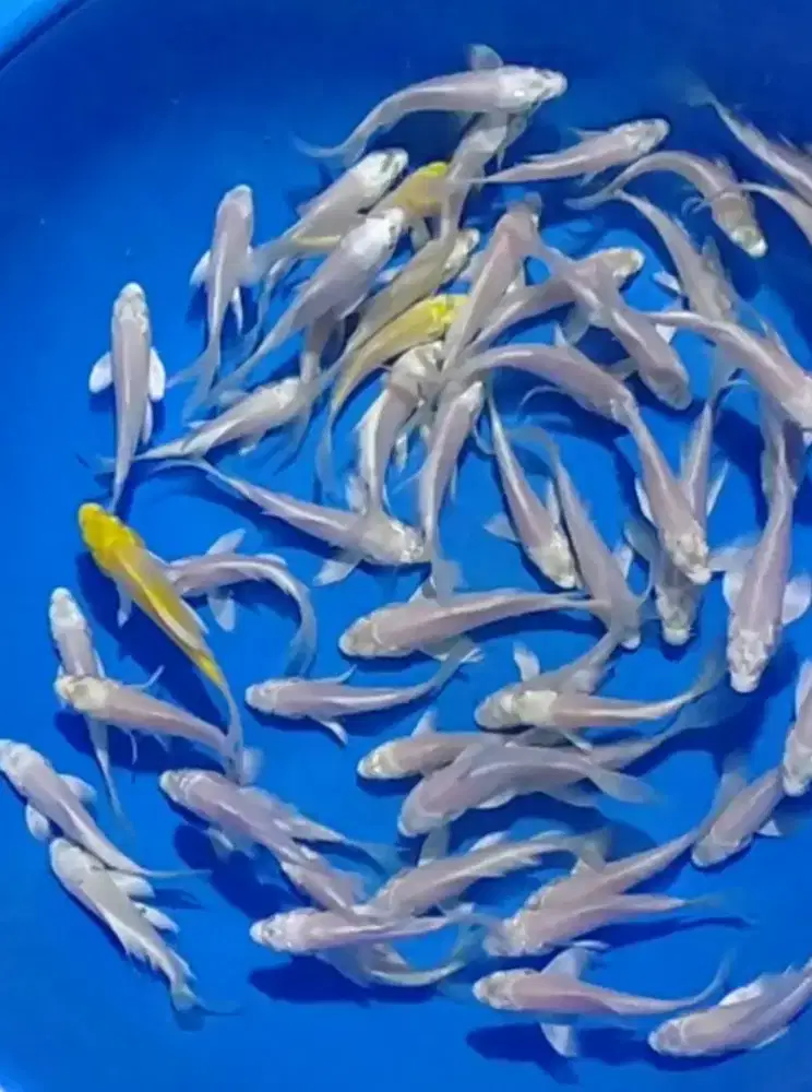 Ikan koi size 13cm
