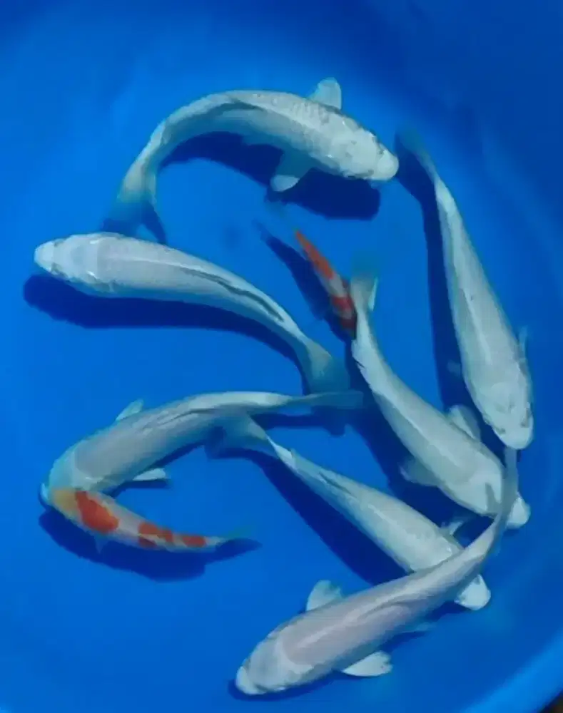 Ikan koi size 20cm