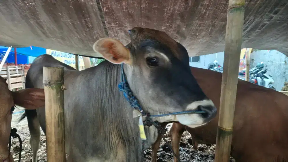 SAPI QURBAN MURAH BERKUALITAS, FREE ONGKIR