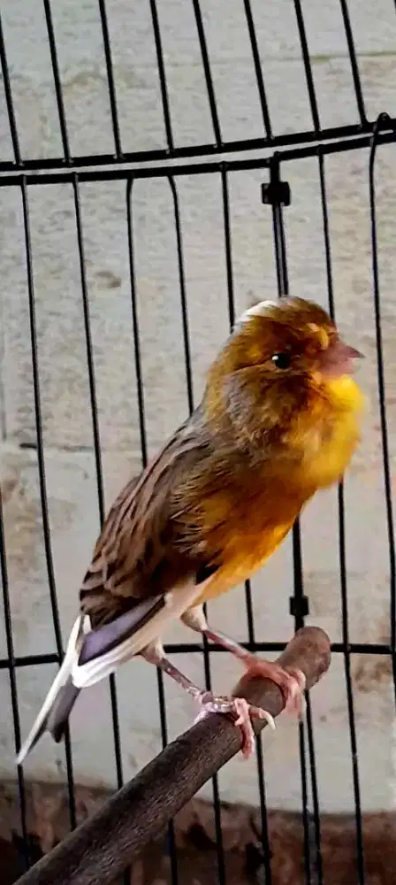 BURUNG KENARI BON GACOR NGOCEH ISIAN UNIK