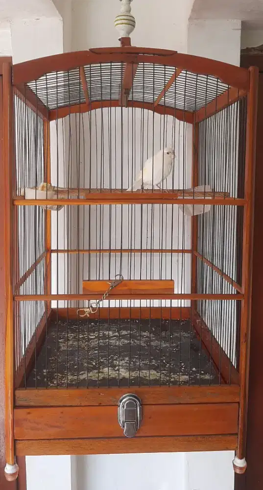 Kenari loper prospek lapangan