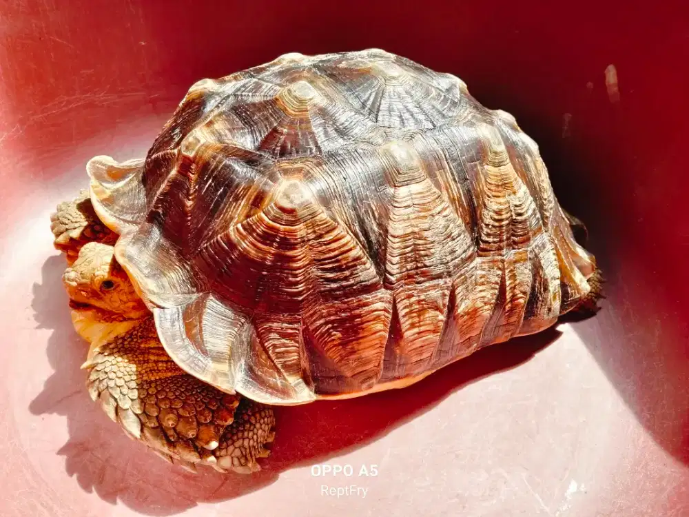 Kura-kura sulcata size 38cm-+