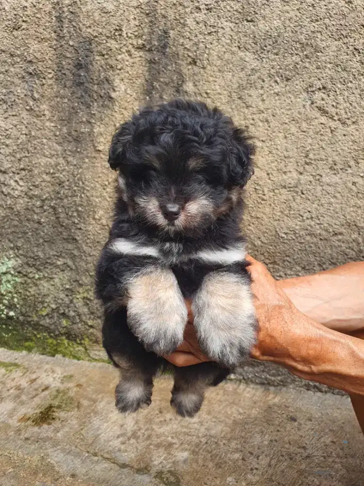 Sale Pomapo Jantan [ Pom Poodle]