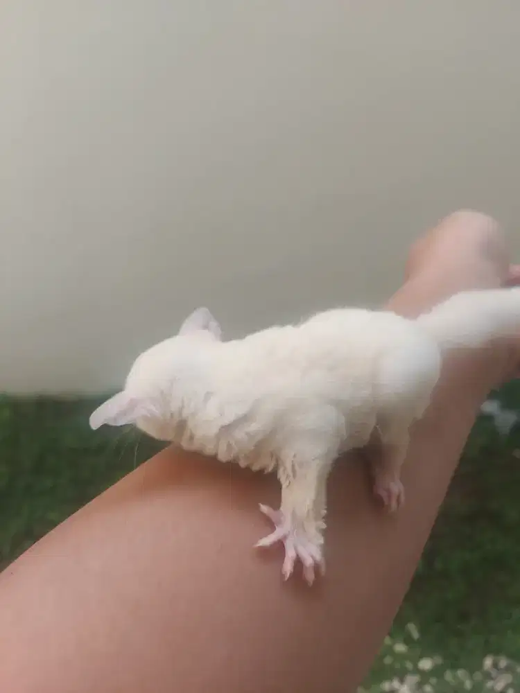 Sugar glider Leu Betina
