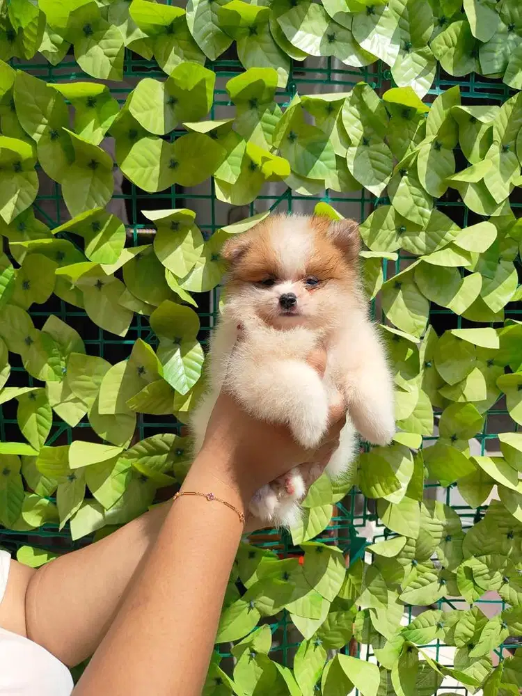 Super Minipom Party Female high Quality