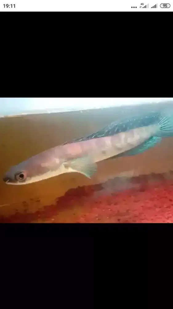 Ikan chana red barito dan chana maru ys
