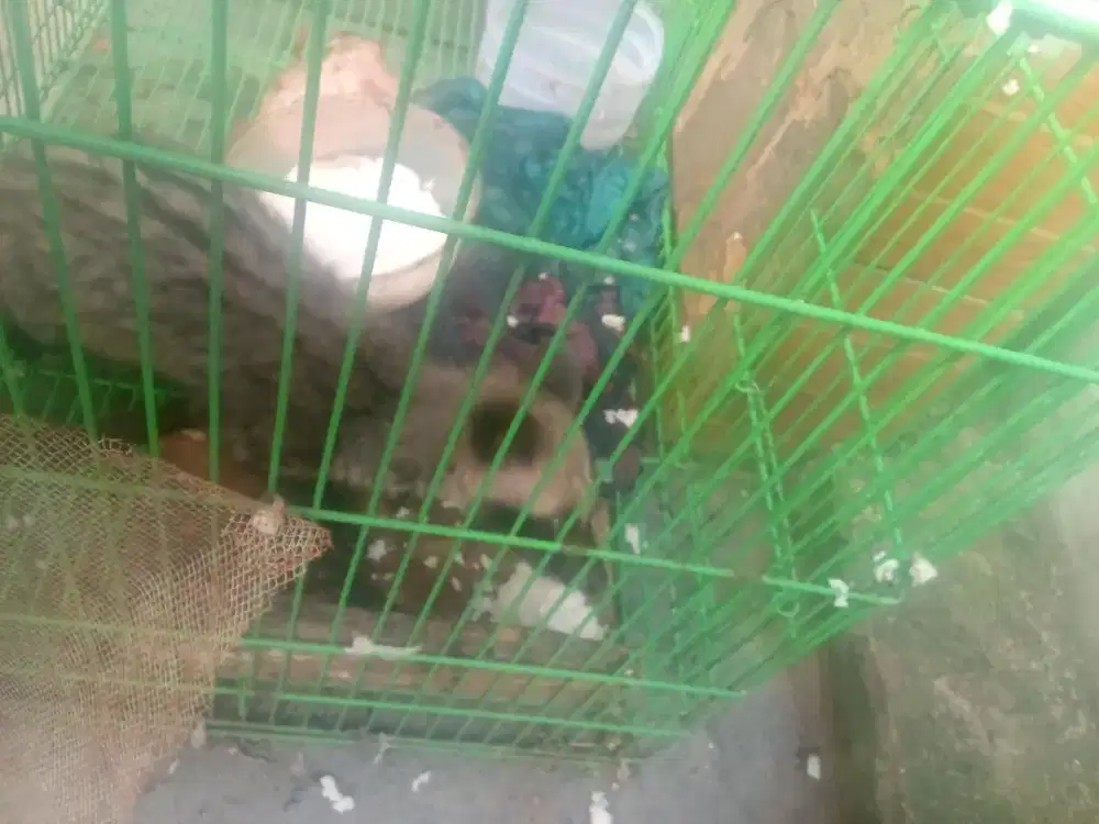 jual aja sama kandang nya