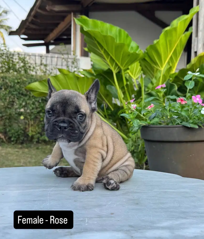 French Bulldog 3 ekor puppies