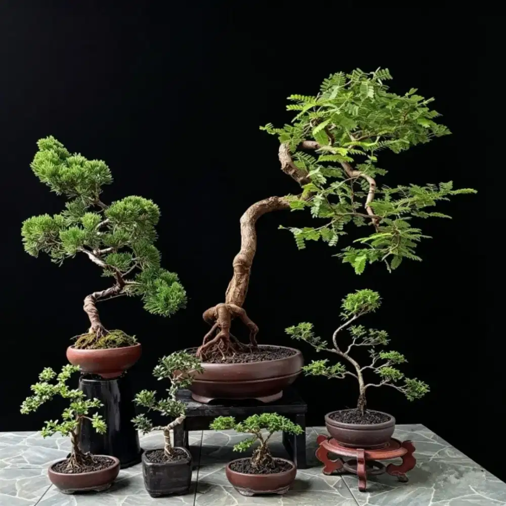 Bonsai hias antik ada 6 pot