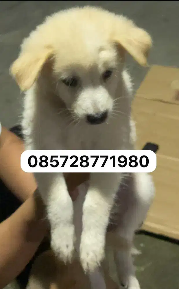 Anakan golden dg golden mix