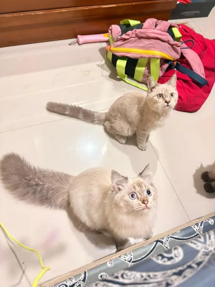 KUCING HIMALAYA x SCOTTISH STRAIGHT