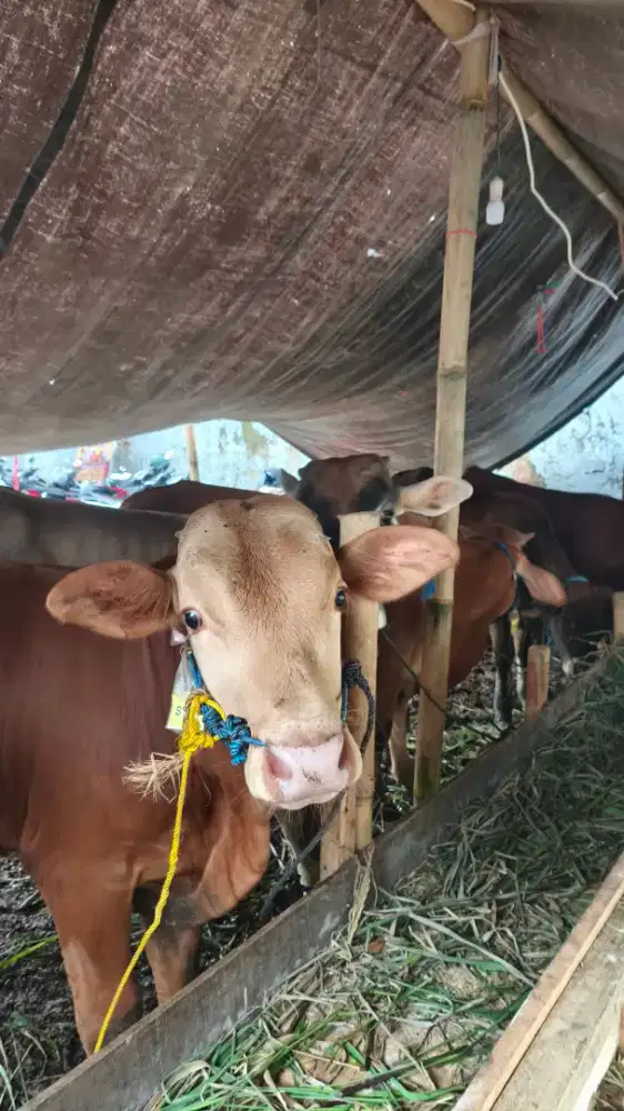​Sapi Bali Berkualitas Harga Paling Murah Spesial Idul Adha