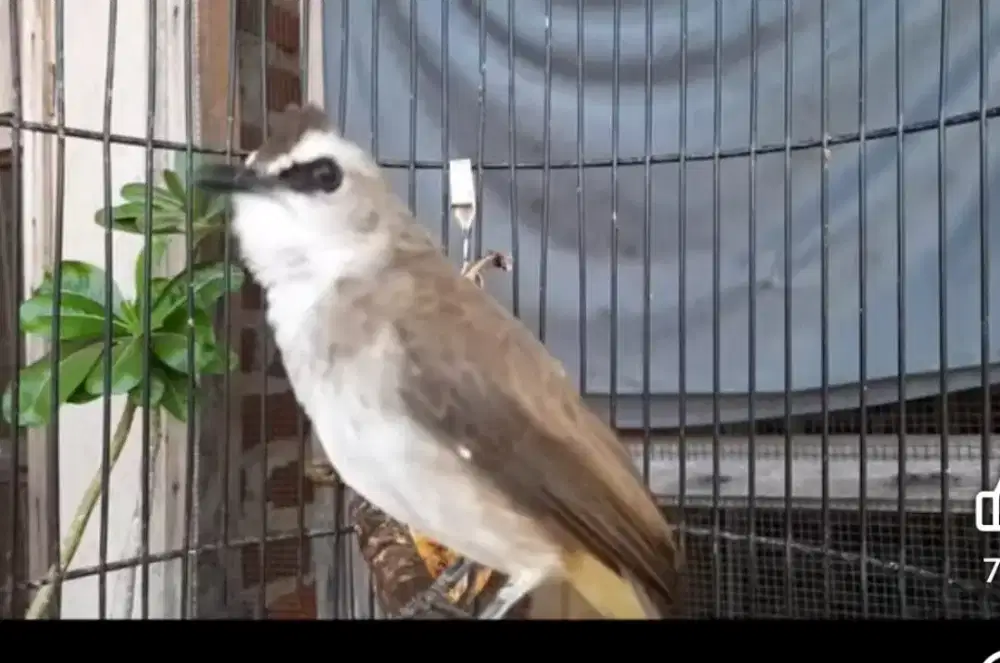 Jual burung trucuk ropel garuda