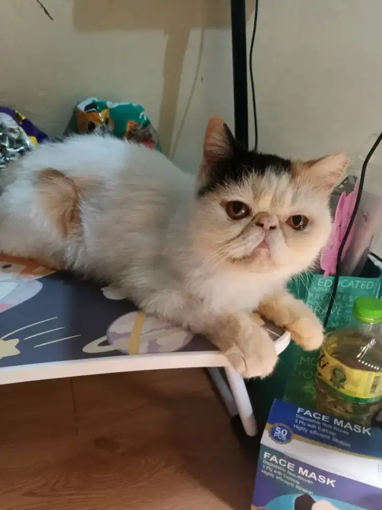 Kucing peaknose betina