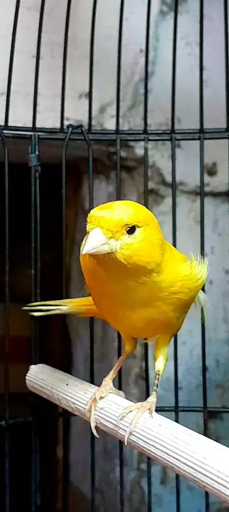 BURUNG KENARI ORANGE BUNYI TINGAL NGEGACORIN ISIAN PRENJAK LB