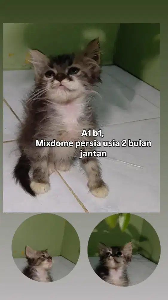 Kitten mixdome jantan