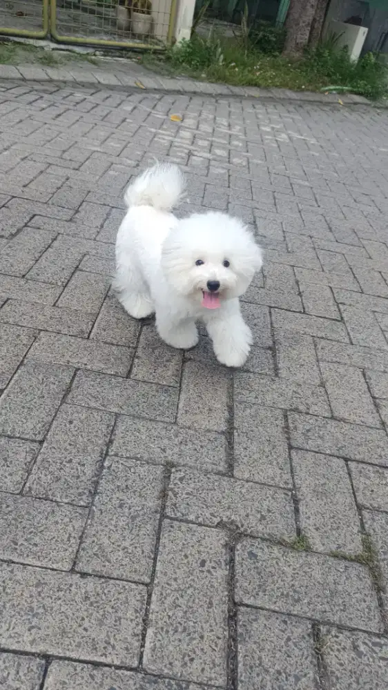 Mini Bichon Frise Jantan Cucu Import Korea