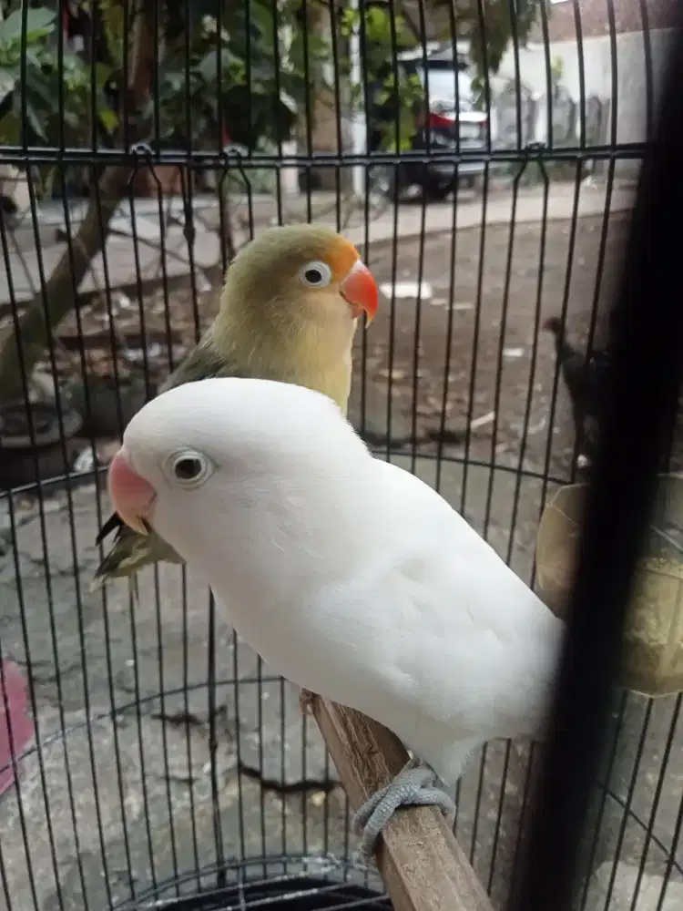 Burung Lovebird sepasang