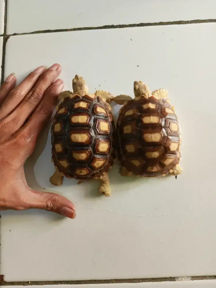 KURA DARAT SULCATA