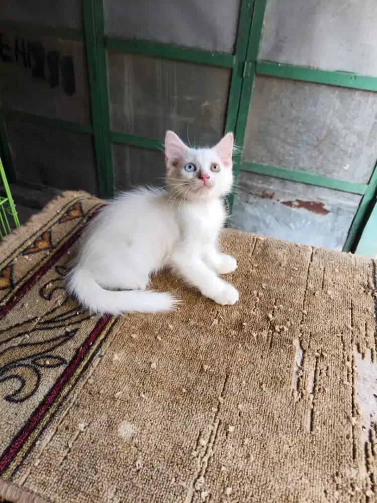 Persia Odd eye jantan 2,5 bulan
