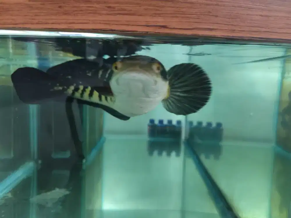 Channa maru 45cm +aquarium 100cmx55cmx40cm tebal kaca 8ml