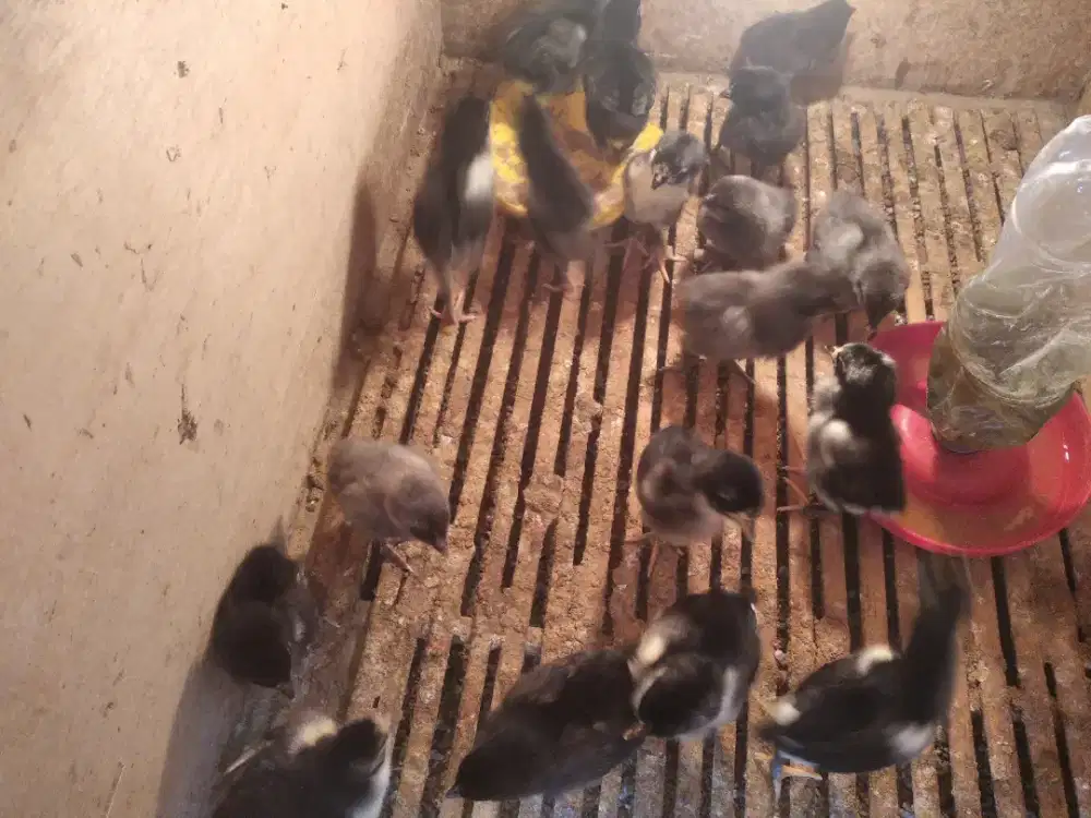 Anak ayam kampung