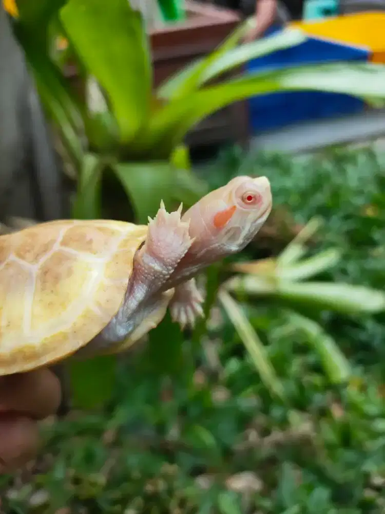 kura air res albino baby 6,5-7cm