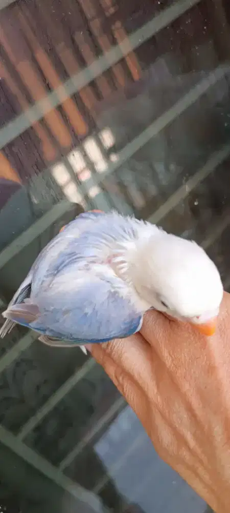 Biola pastel jinak