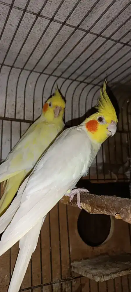 Indukan lutino X lutino pearl