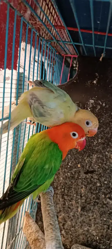 Sepasang biola Green X biola pallid