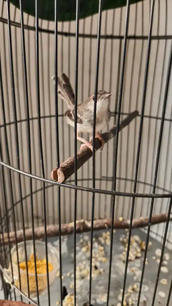 Burung ciblek kristal bunyi rajin fullset