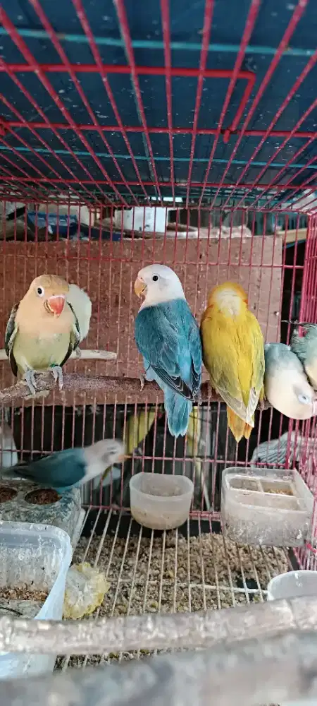 Aneka jenis lb remaja, harga sesuai jenis