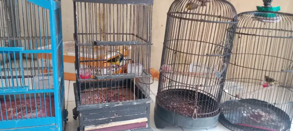 Sogon sumatra trotol dan fulmet