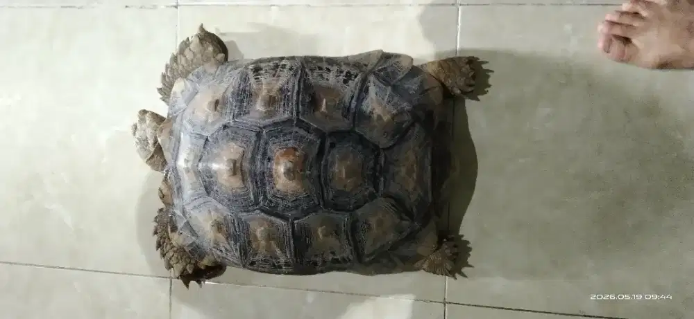 Kura sulcata jumbo 40 cm