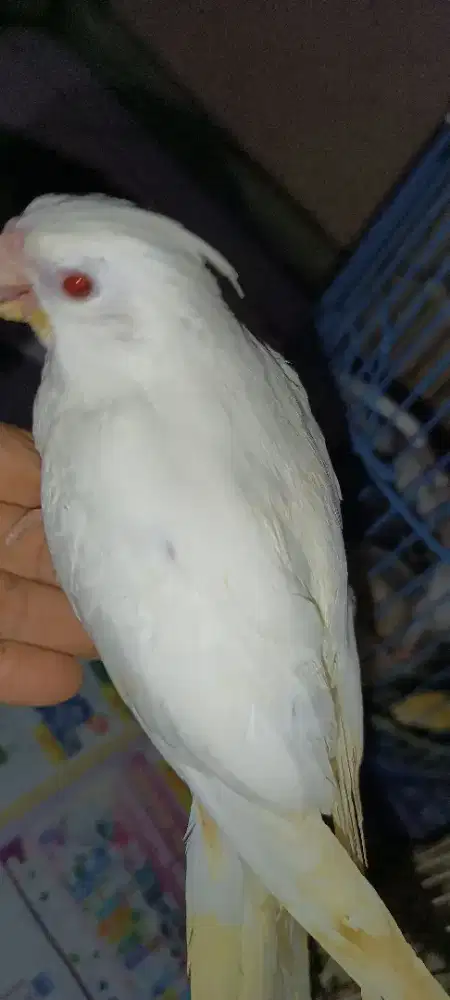 Falk albino MM jinak