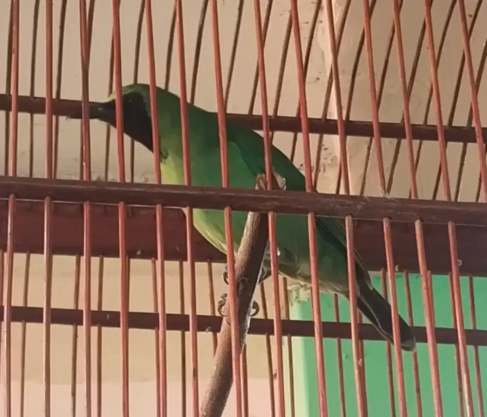 Burung C4K 1J0 rajin bunyi + kandang kayu jati. Murai, jalak, kacer
