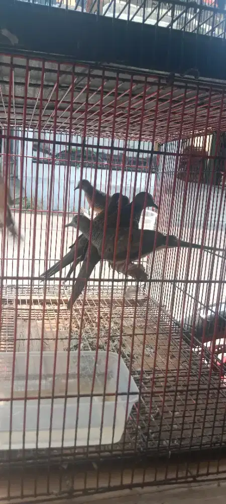 Perkutut lokal ori