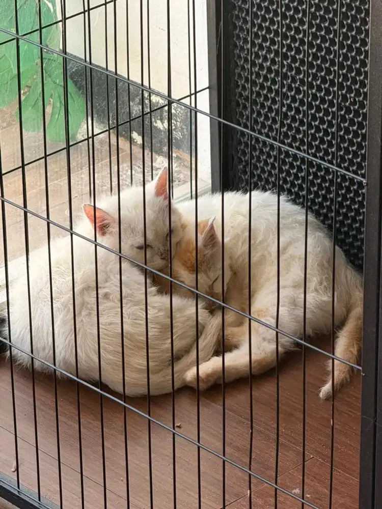 2 Kitten 6 bulan