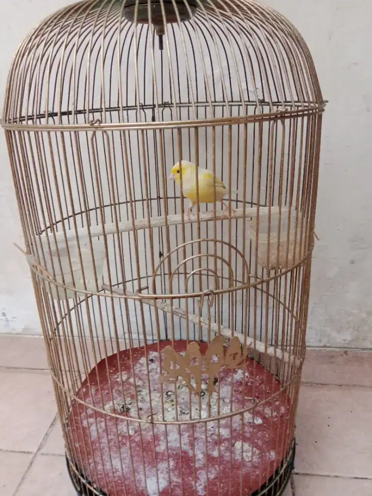 Kenari af jantan riwikan sudah yusun lagu warna kuning