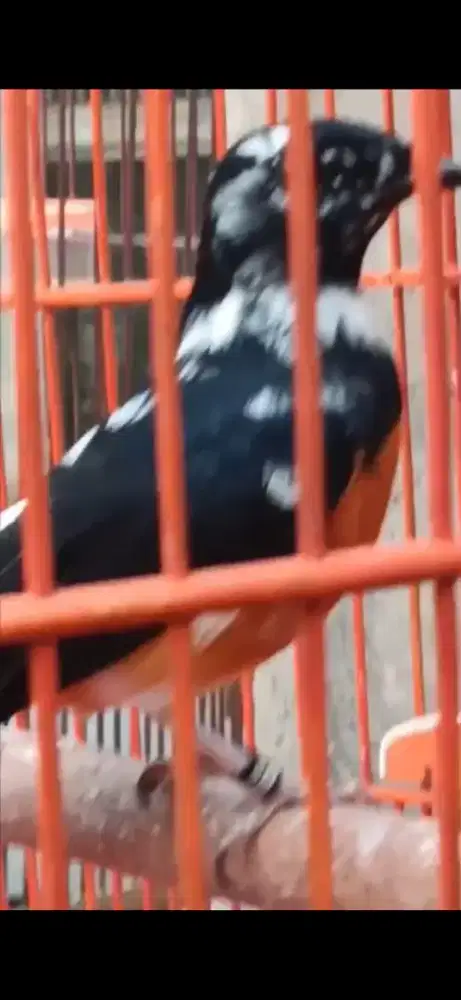 Murai jantan blorok extreme