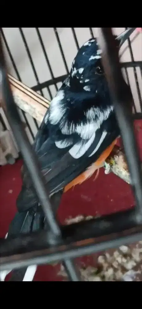 Murai jantan blorok extreme