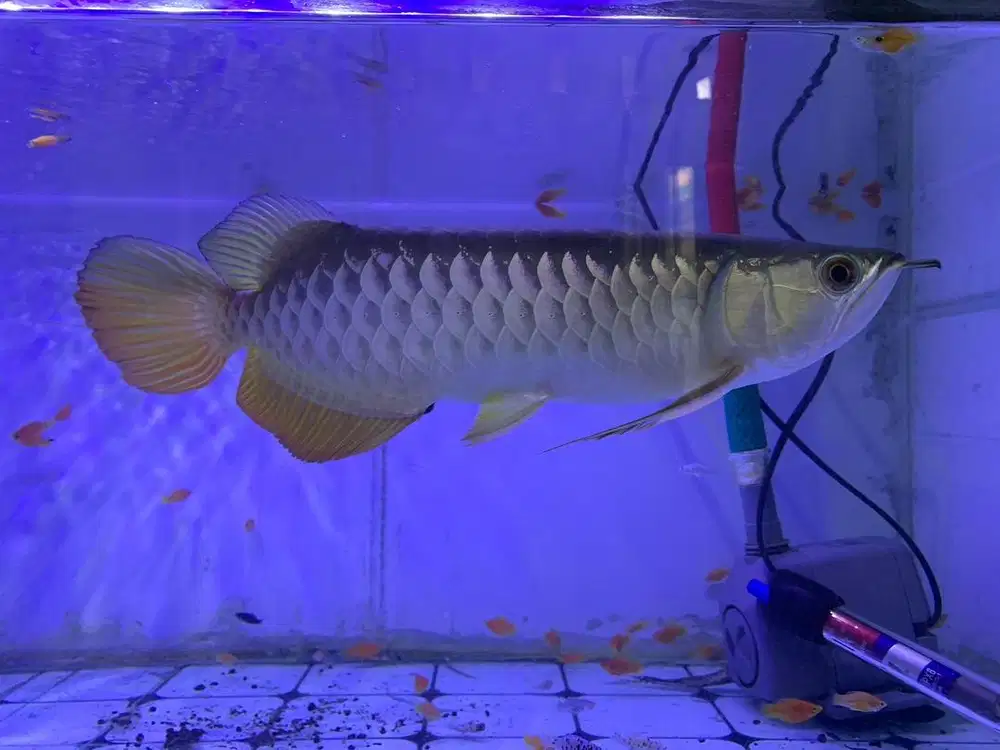 DIJUAL IKAN ARWANA BLUE BASE 35up