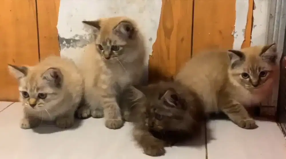 Kitten/kitten Persia/persia/Himalaya/kitten Himalaya/kucing/ras