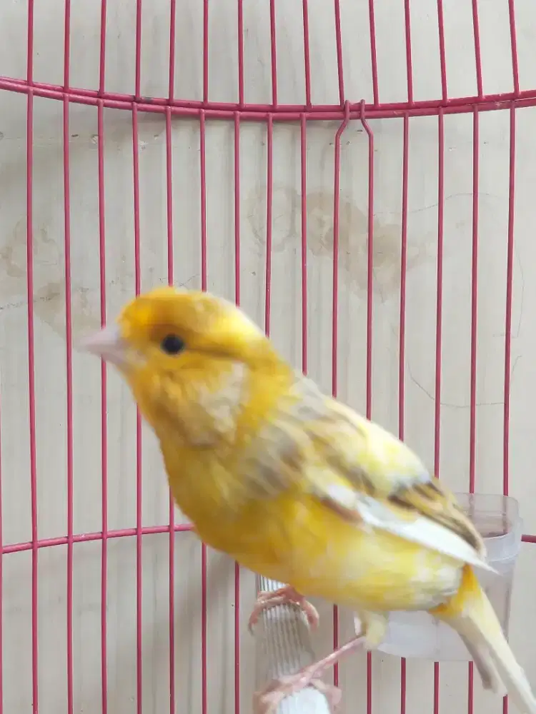 Kenari Gloster Consort x Lizard, Jantan